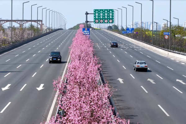 美人梅：這位來自遠方的“混血佳人”  如何妝點酒城四季