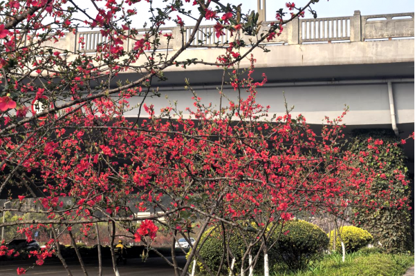 海棠織錦迎新歲 一路繁花醉酒城